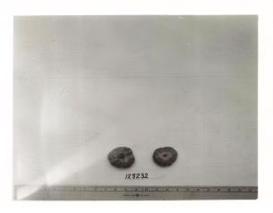 Click for 1 image(s) for this accession. FRUIT